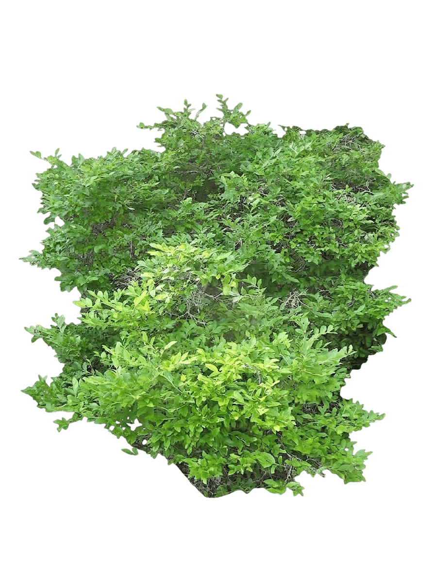Splendid!® Blue Blueberry (Vaccinium Corymbosum Var. Corymbosum 'Smnvcdh') - Shrubs