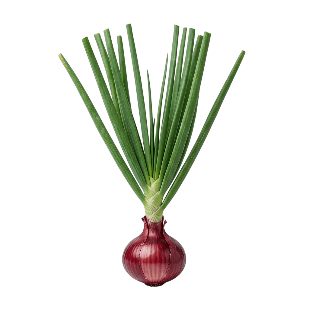 Red Creole Onion (Allium Cepa 'Red Creole') - Perennials