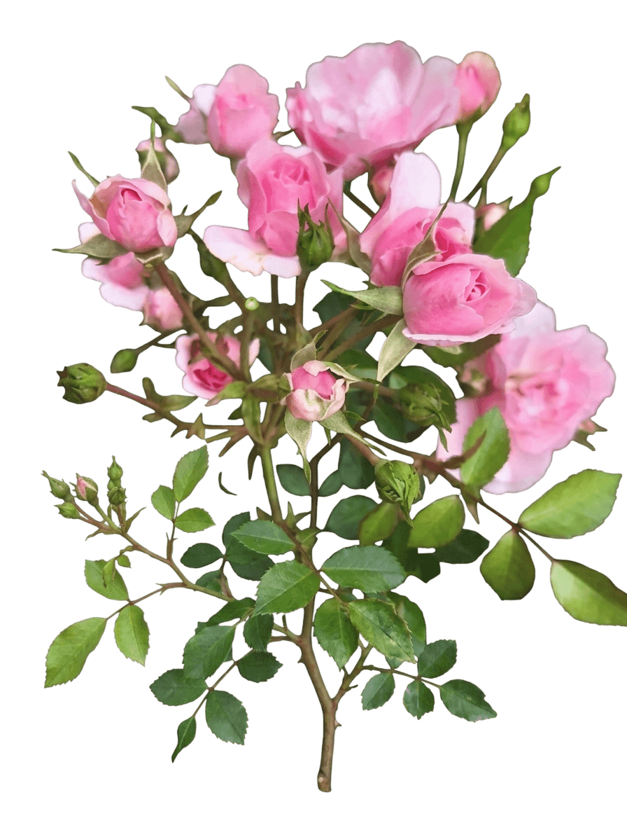 Perfume Delight Rose (Rosa 'Perfume Delight') - Ground Layers