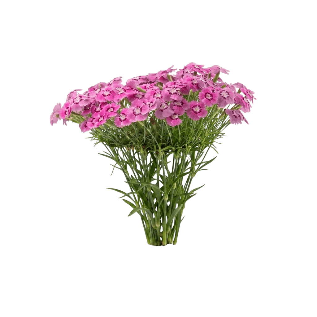 Everbloom Strawberry Tart Pinks (Dianthus Hybrida 'G18144') - Perennials