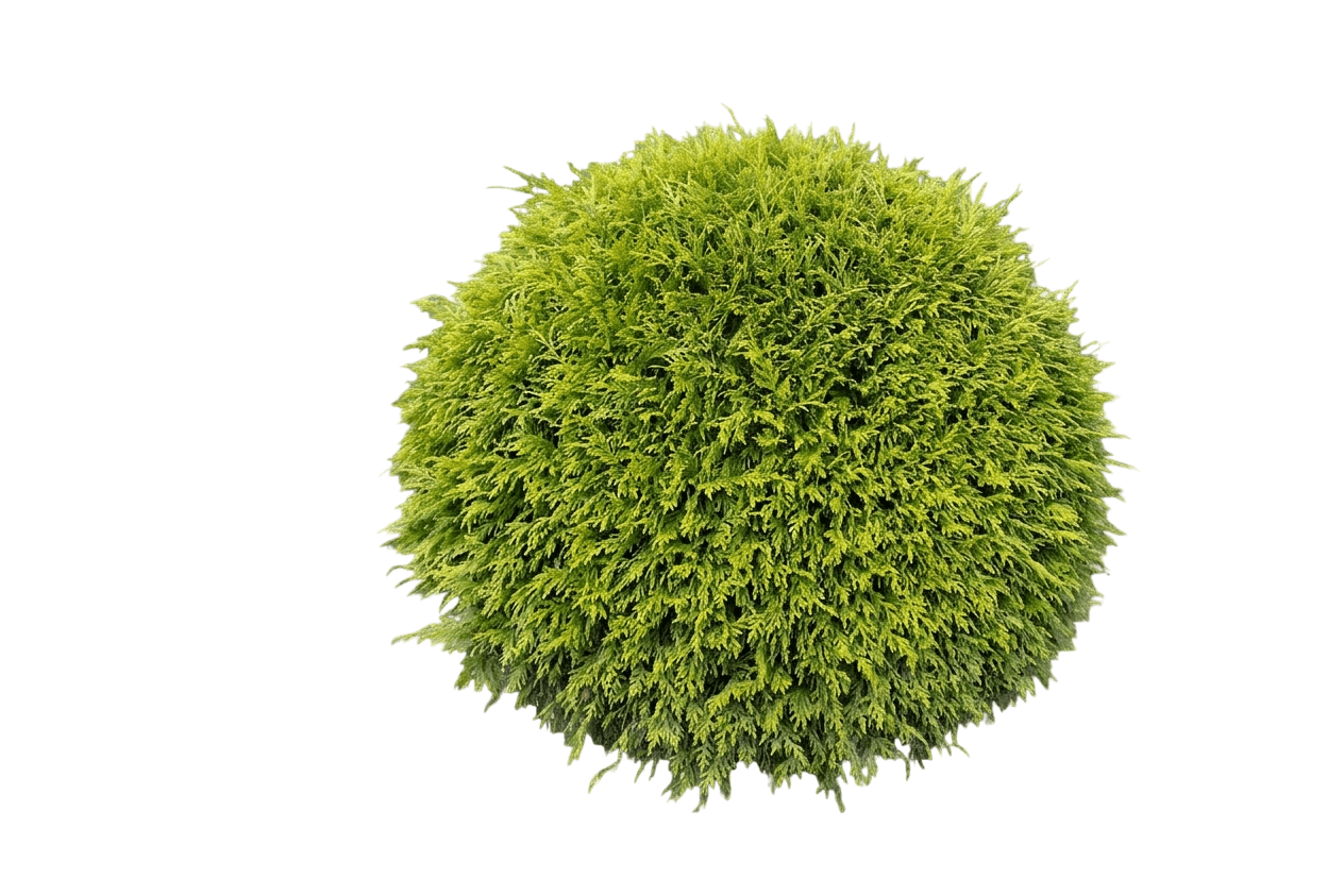 Woodward Globe Arborvitae (Thuja Occidentalis 'Woodwardii') - Ground Layers