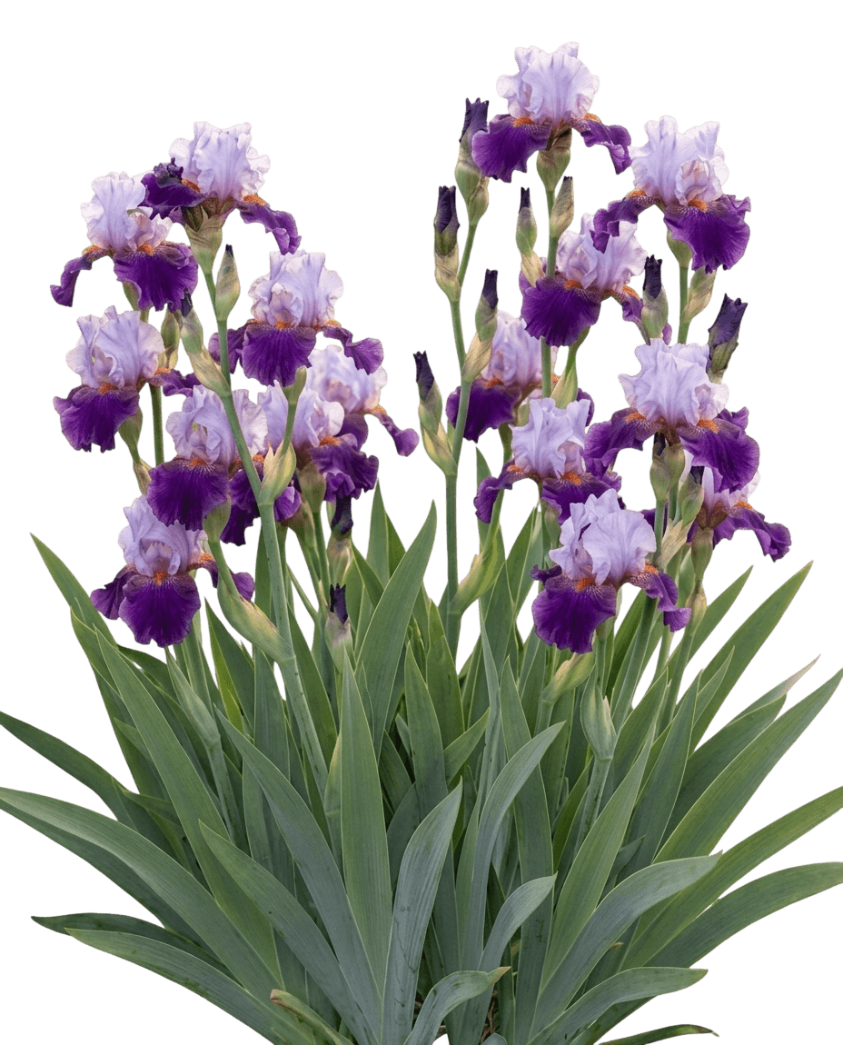 Iris, Bearded, Well Endowed (Iris Germanica 'Well Endowed') - Perennials