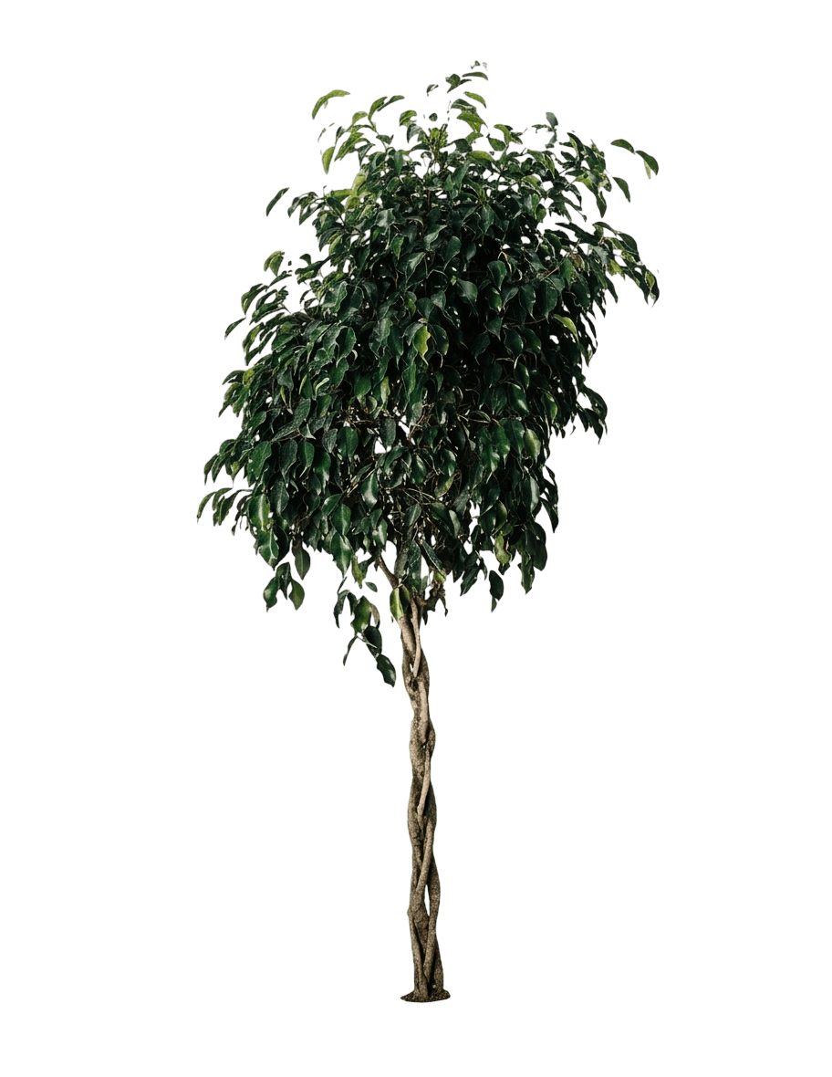 Midnight Beauty (Ficus Benjamina 'Midnight Beauty') - Evergreen Trees