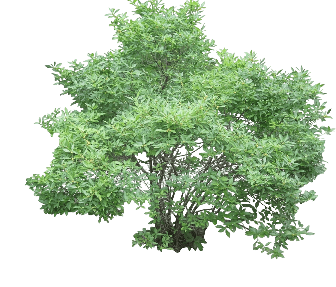 Berry Heavy® Gold Winterberry (Ilex Verticillata Var. Verticillata 'Berry Heavy Gold') - Shrubs