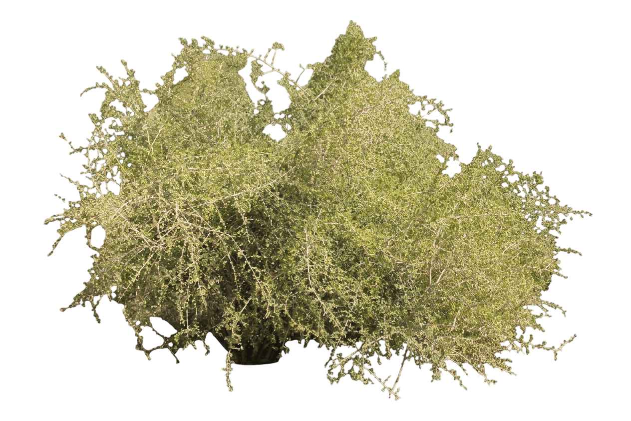 wolfberry (Lycium Fremontii) - Shrubs