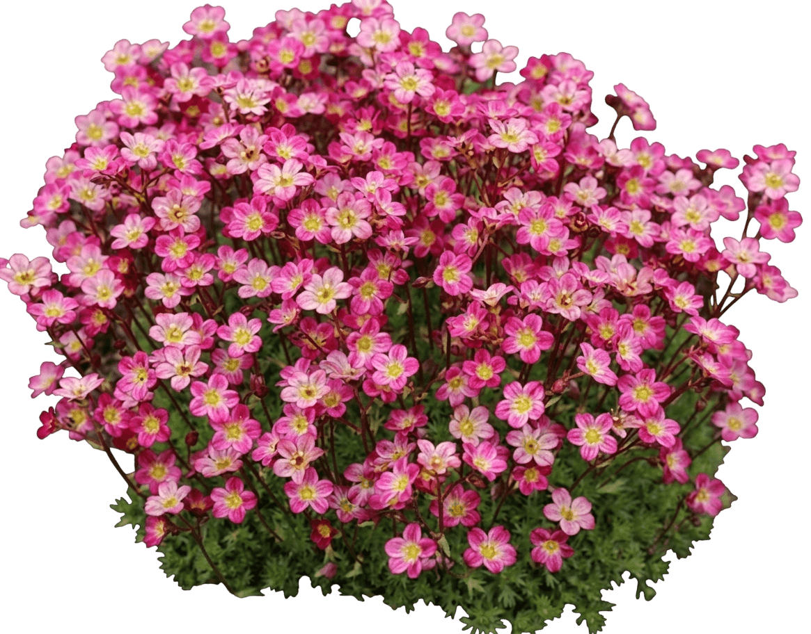 Saxifrage 'Pixie Pan Red' (Saxifraga × Arendsii 'Pixie Pan Red') - Perennials