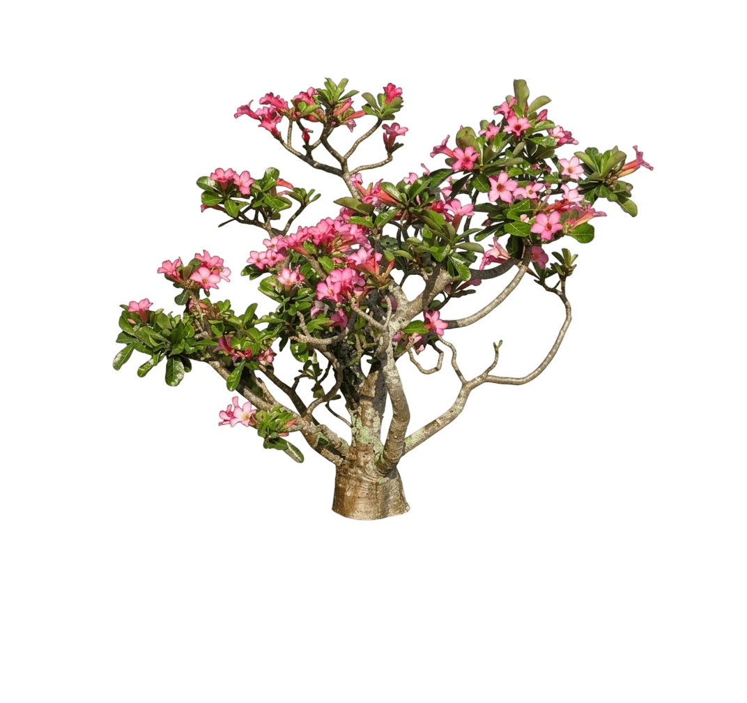 Reminiscent® Coral Rose (Rosa X Var. X 'Boxfra221') - Shrubs