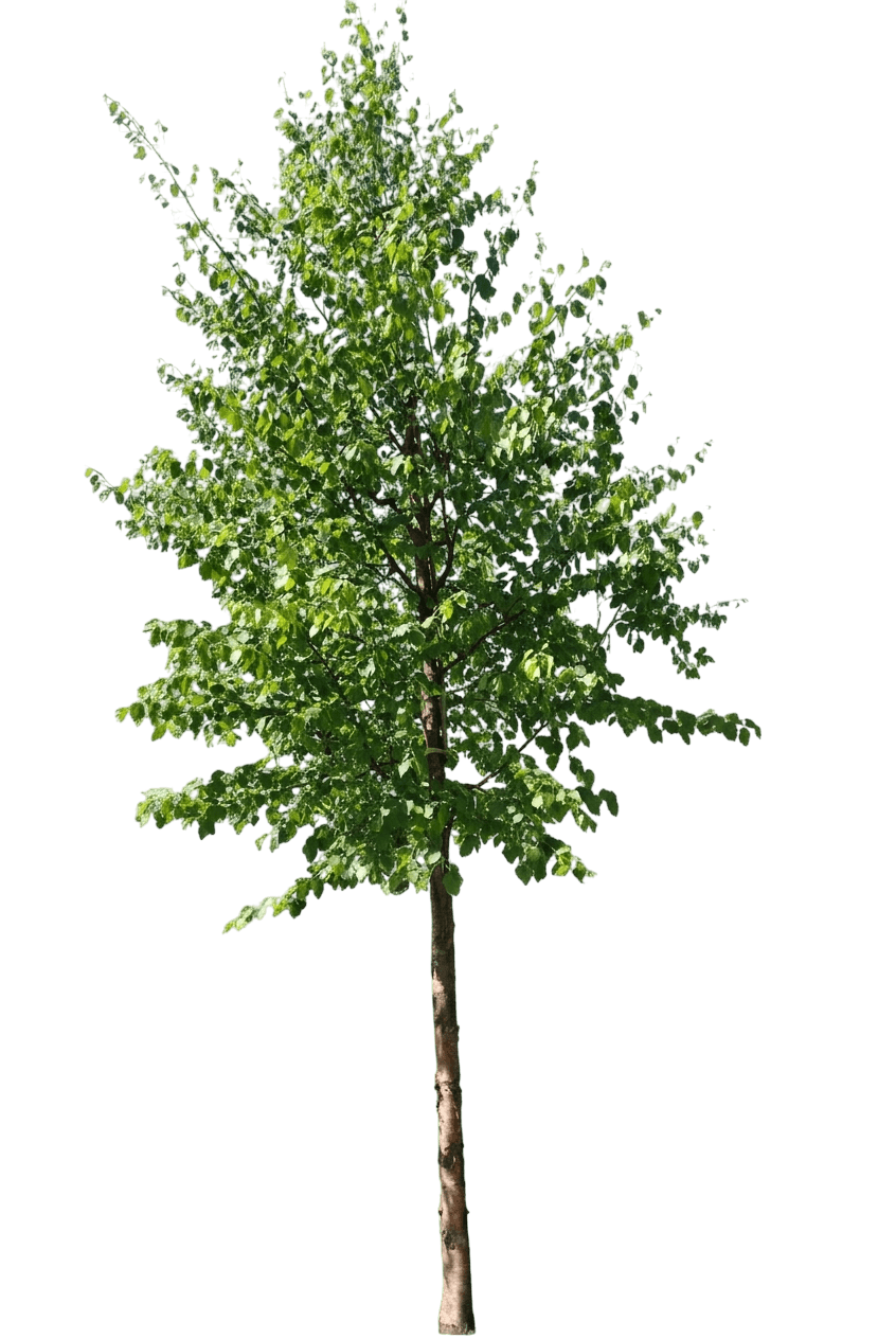 Kenai Birch (Betula Papyrifera Var. Kenaica) - Shade Trees