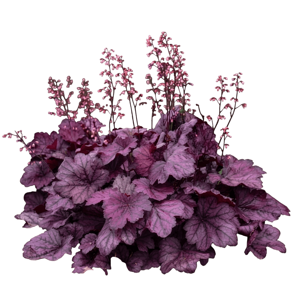 Rio Coral Bells (Heuchera 'Rio') - Perennials