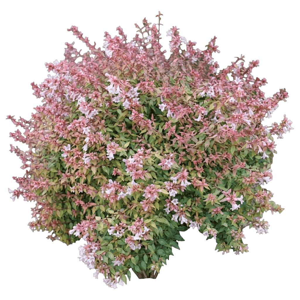 Mucho Gusto® Abelia (Abelia X Grandiflora Var. X Grandiflora 'Muabd') - Shrubs