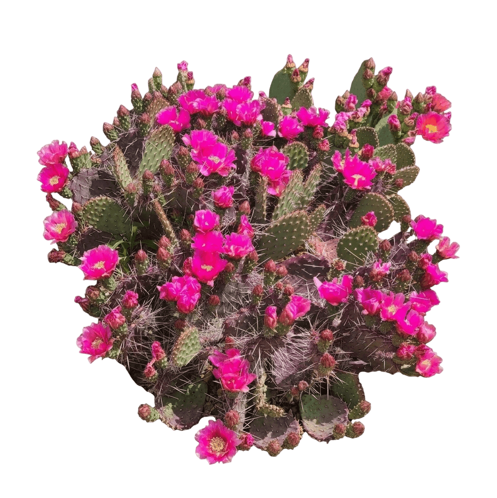 Dark Knight Prickly Pear (Opuntia 'Dark Knight') - Succulents