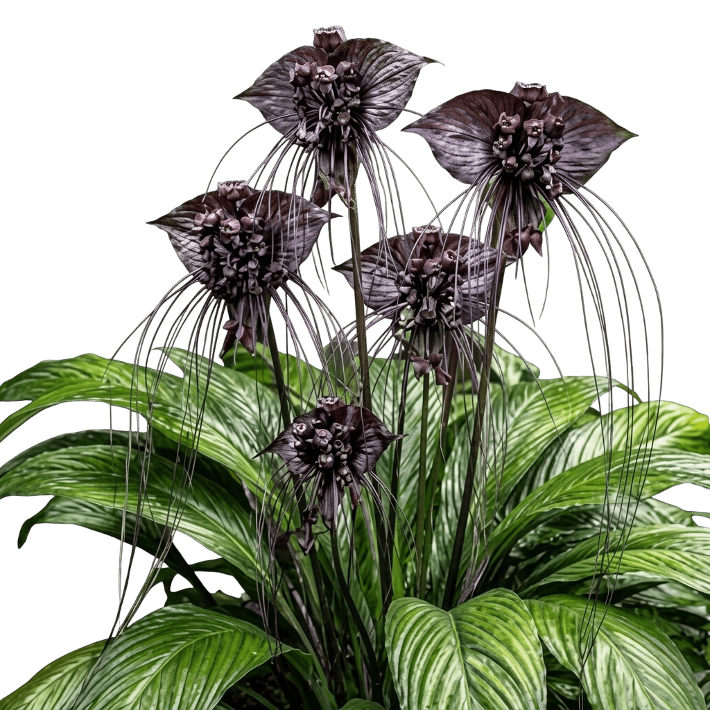 Black Bat Flower (Tacca Chantrieri) - Perennials
