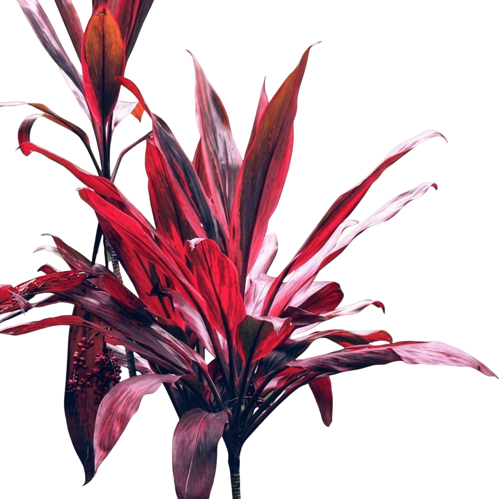 Rubra (Cordyline 'Rubra') - Ground Layers