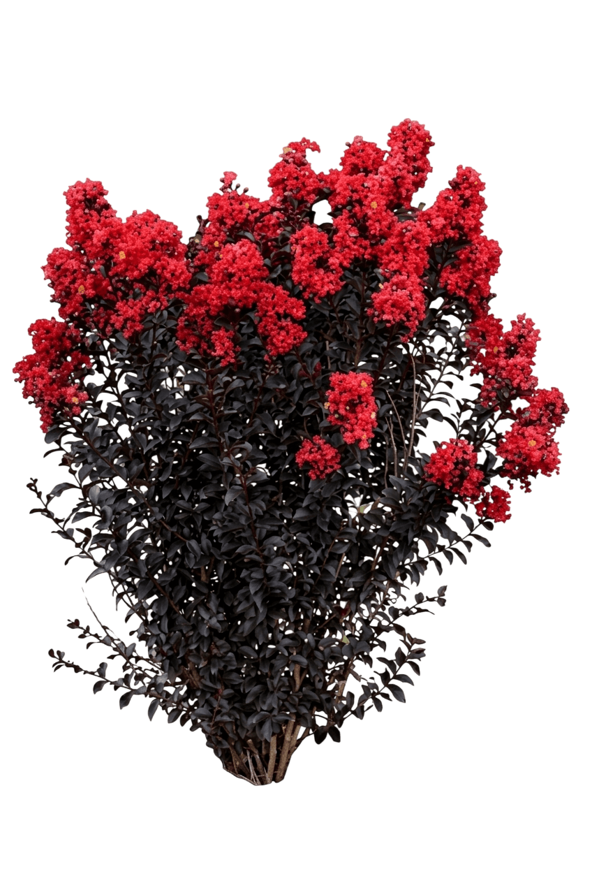 Sunset Magic Crapemyrtle (Lagerstroemia 'Piilag-Ix') - Ground Layers