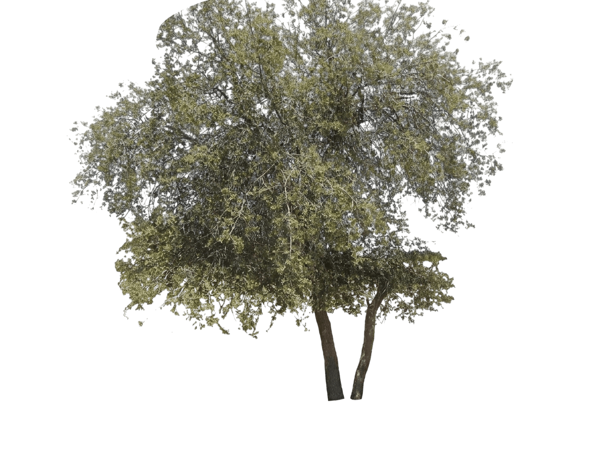 shrub live oak (Quercus Turbinella) - Shrubs