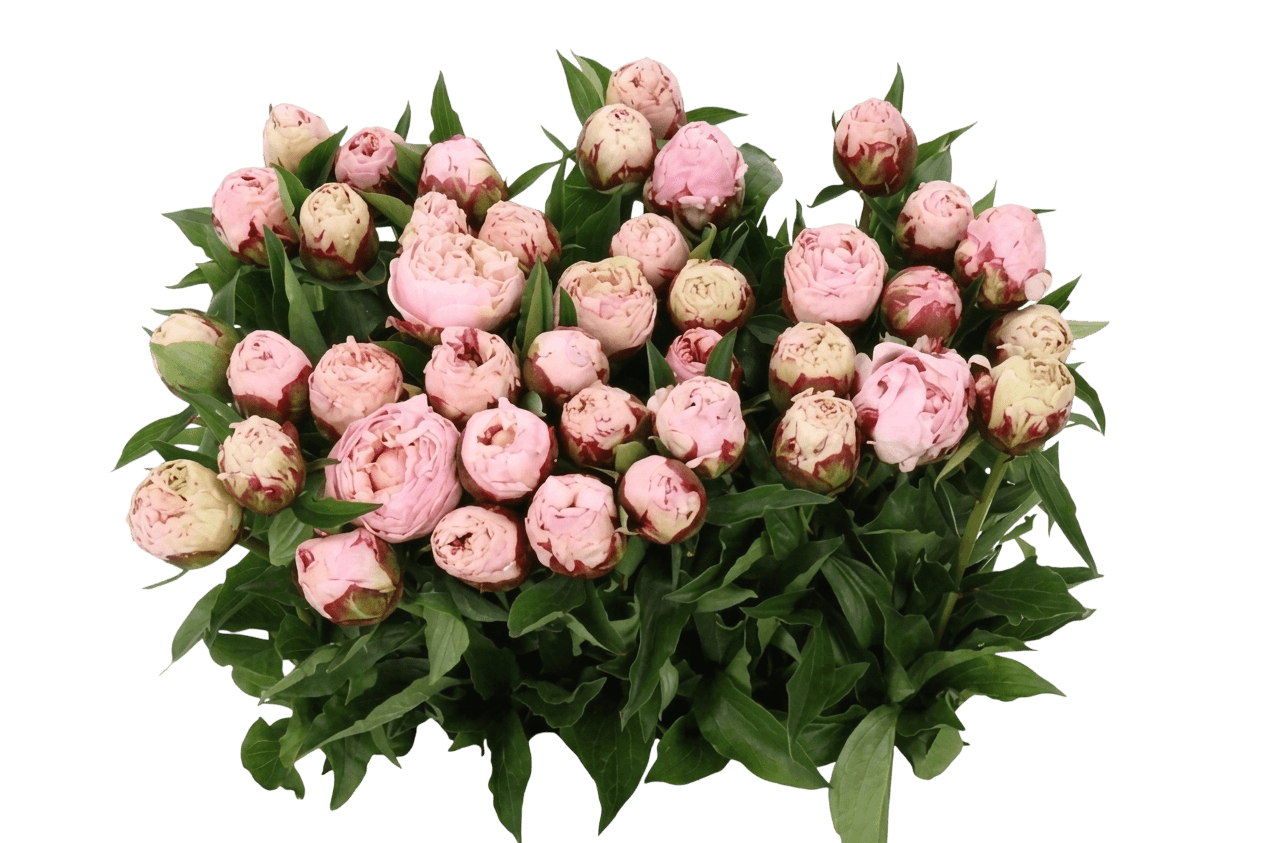 Peony, Shirley Temple (Paeonia X 'Shirley Temple') - Perennials