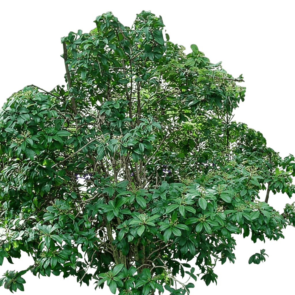 Marlberry (Ardisia Escallonioides) - Ground Layers