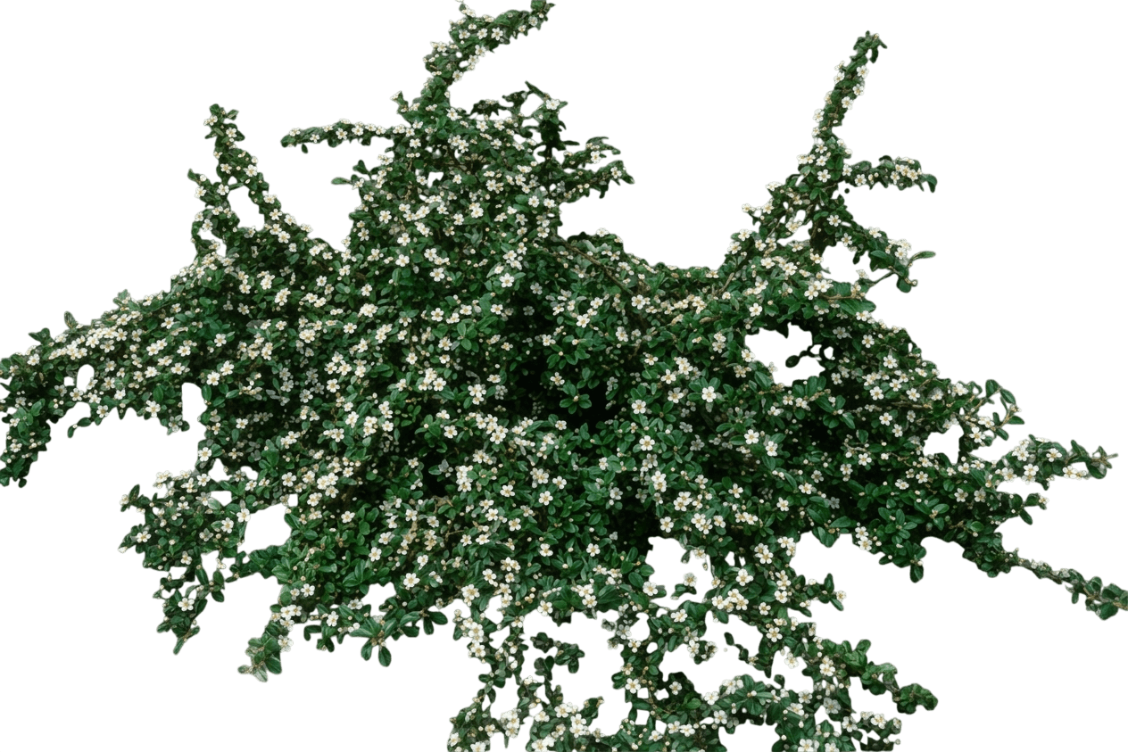 Cotoneaster, Lowfast Spreading (Cotoneaster Dammeri Horizontalis ‘Lowfast’) - Ground Layers