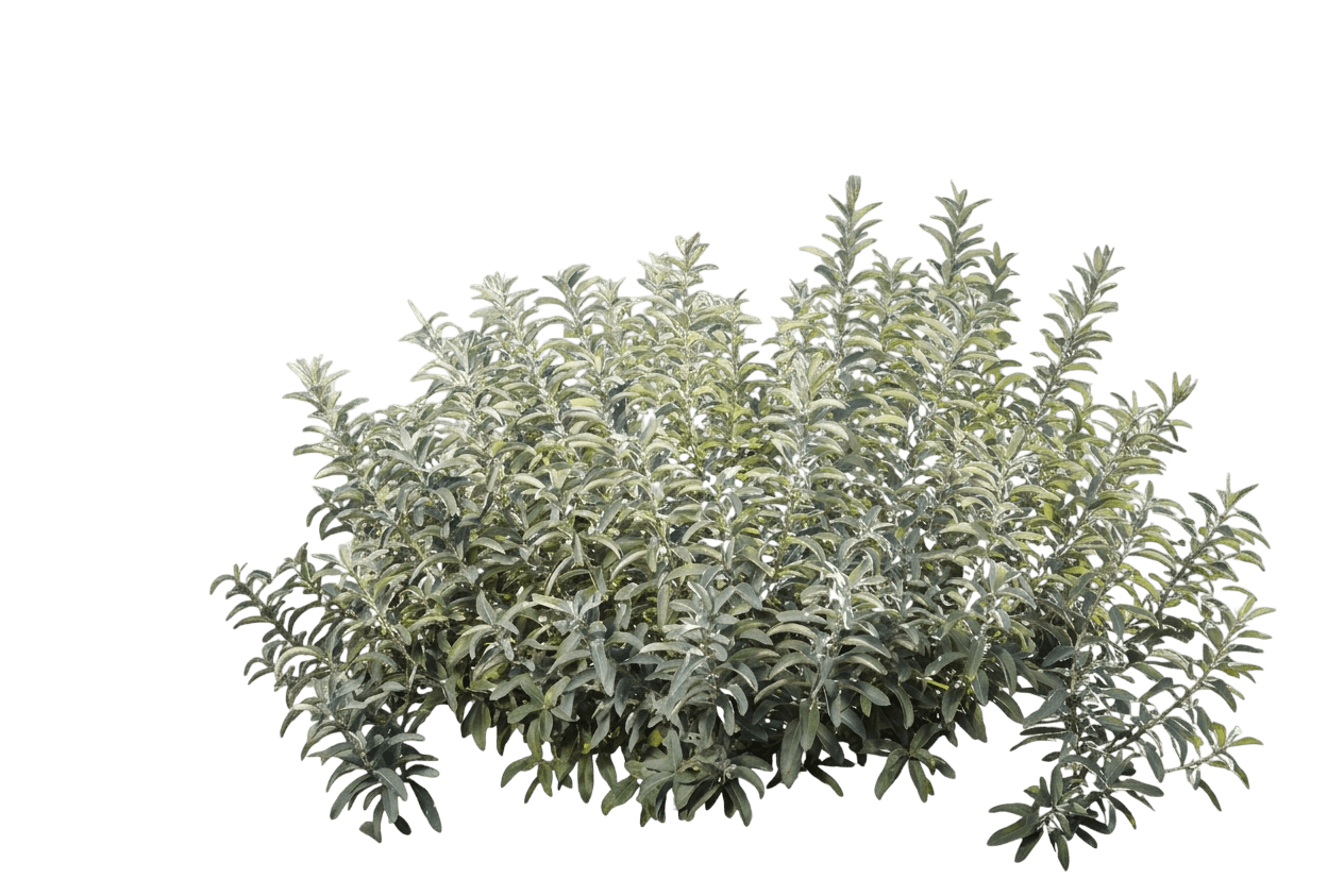 Iceberg Alley™ Sageleaf Willow (Salix Candida First Editions Iceberg Alley 'Jefberg') - Ground Layers