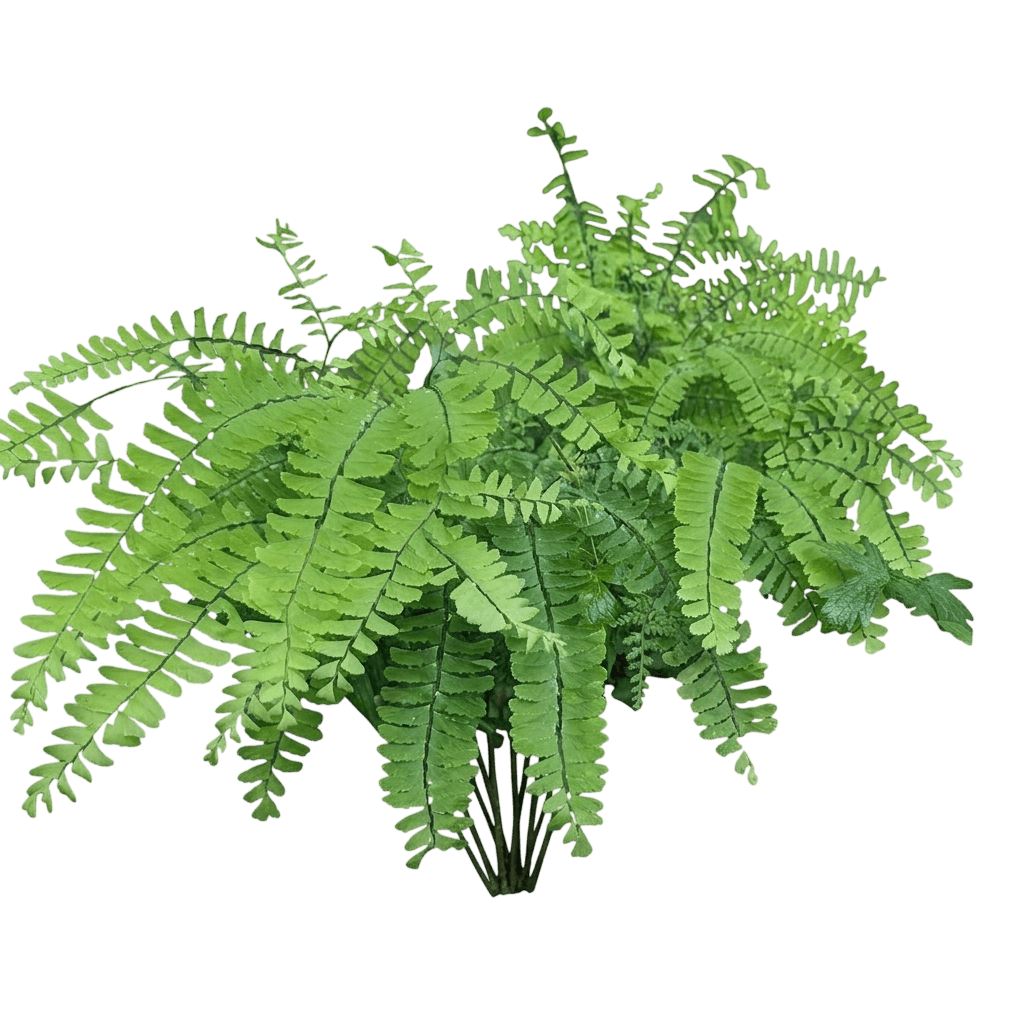 Pfauenradfarn (Adiantum Pedatum) - Stauden