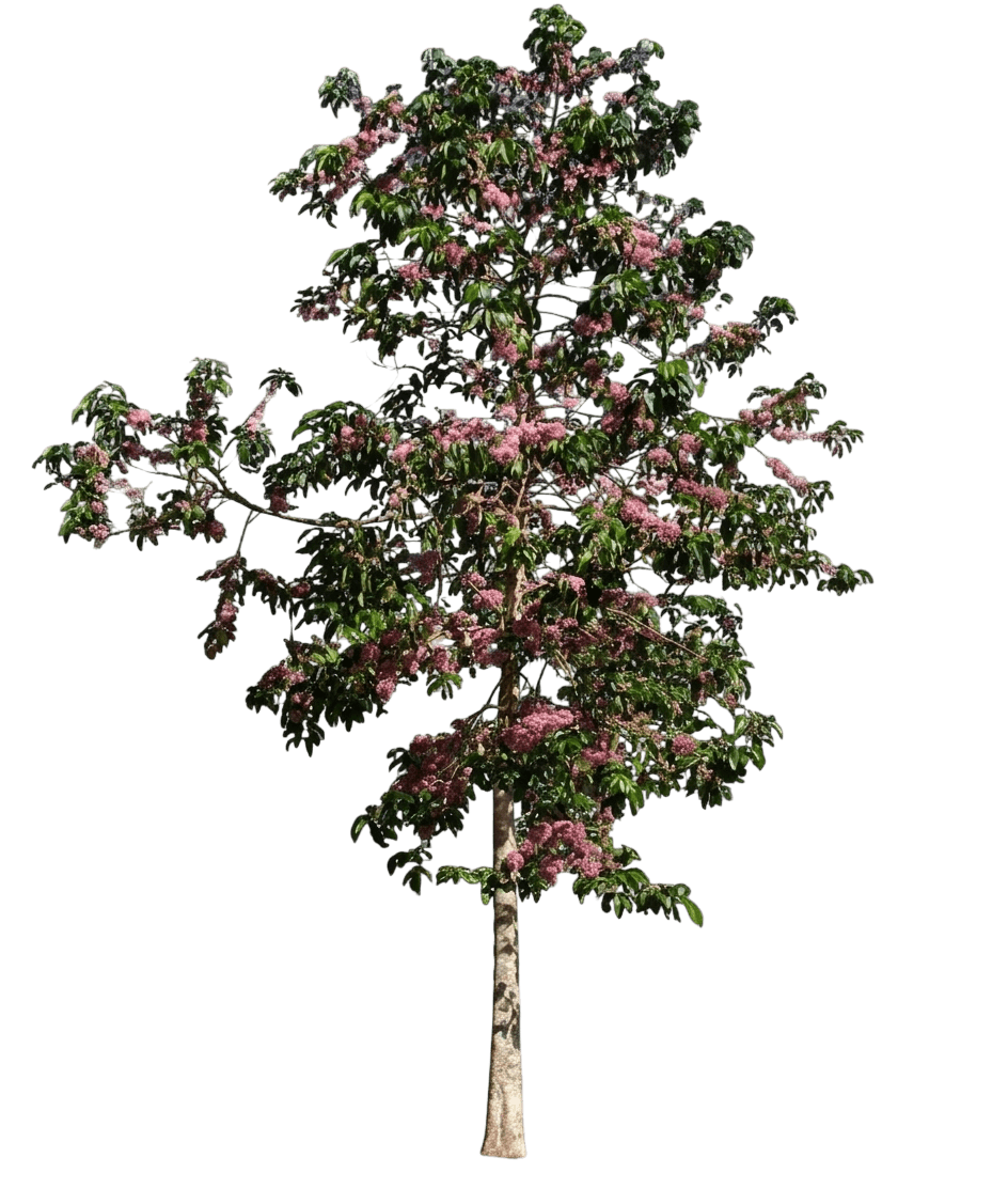 Pink Euodia (Melicope Elleryana) - Flowering Trees