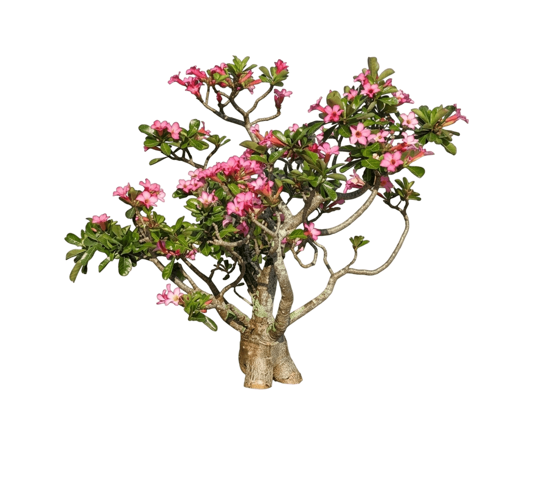 Sunset Horizon™ Floribunda Rose (Rosa X Var. X 'Meisistoma') - Shrubs