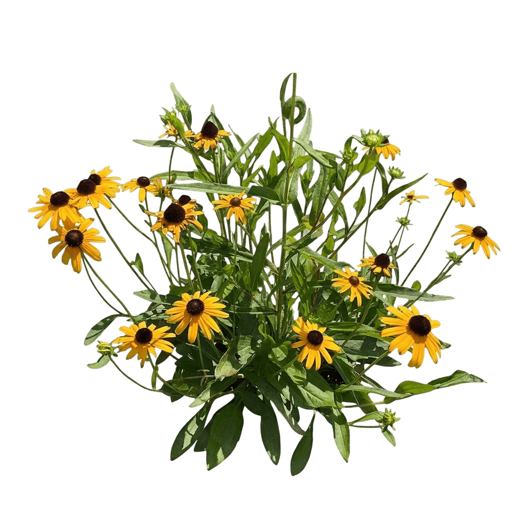 Little Suzy Black - Eyed Susan (Rudbeckia Fulgida Var. Fulgida Var. Speciosa 'Viette') - Perennials