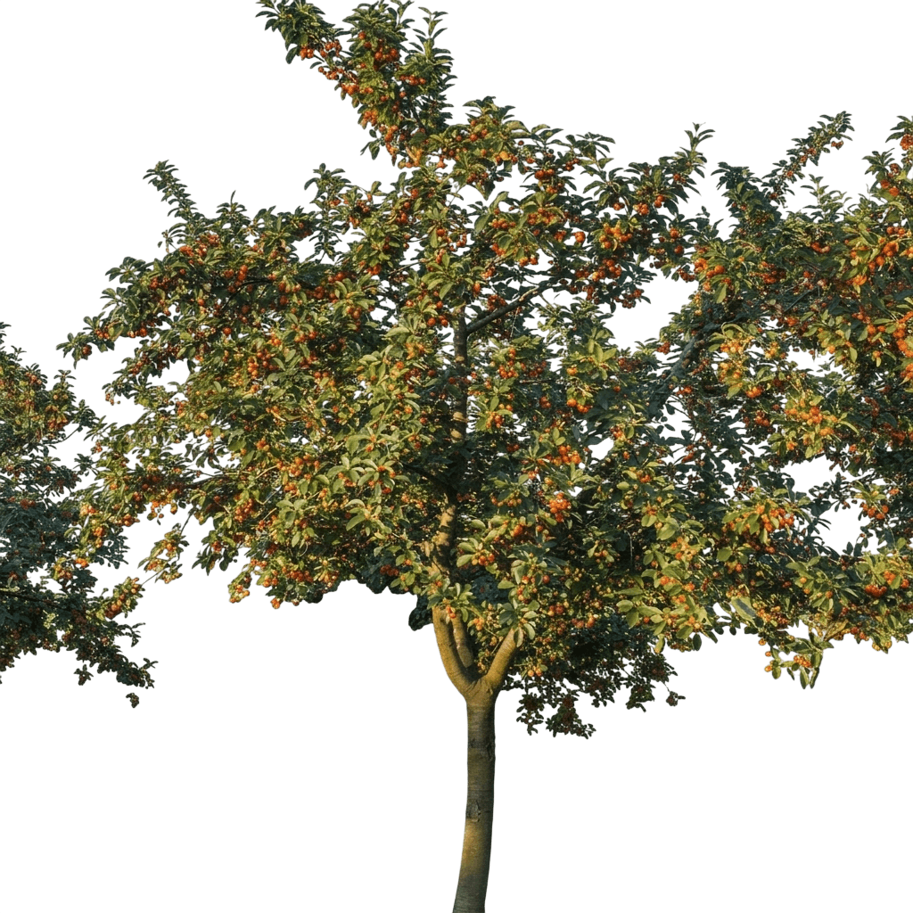 Cherry, Rainier (Prunus Avium Rainier) - Fruit Trees