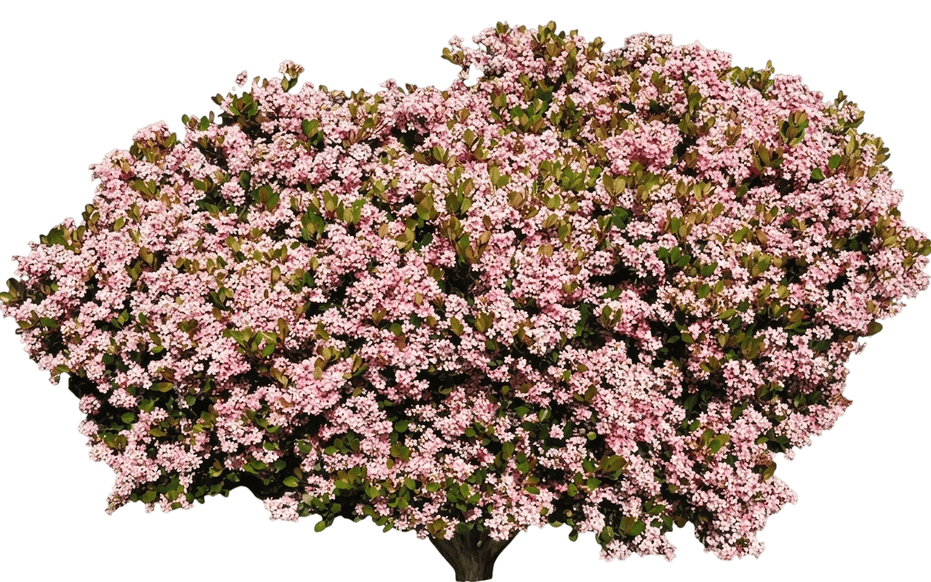 La Vida Más® Indian Hawthorn (Rhaphiolepis Indica Var. Indica 'Smnrics') - Shrubs