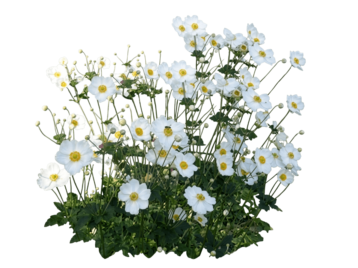 Honorine Jobert Japanese Anemone (Anemone X Var. X 'Honorine Jobert') - Perennials