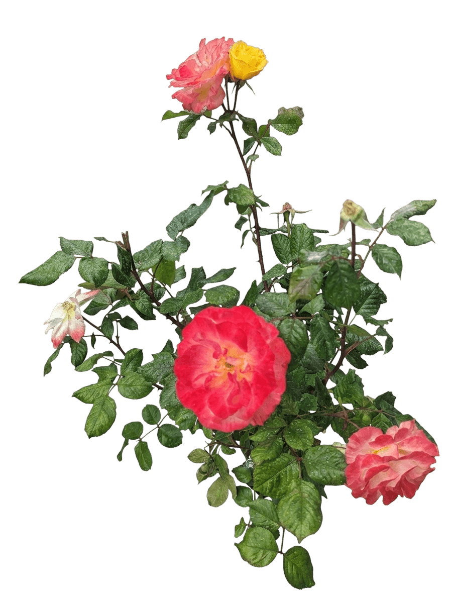 Chihuly floribunda rose (Rosa 'Wekscemala') - Ground-layer plants
