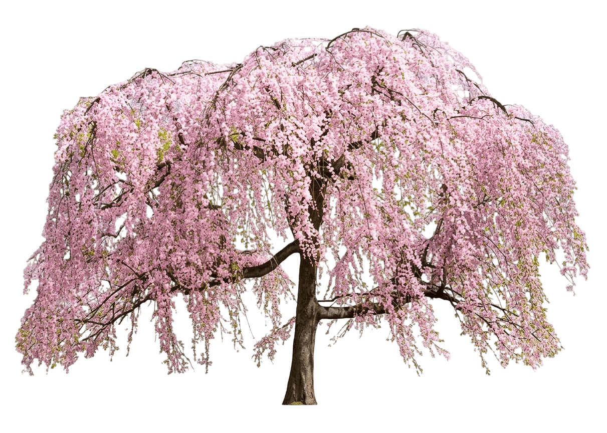 Yoshino Cherry (Prunus X Yedonsis) - Flowering Trees