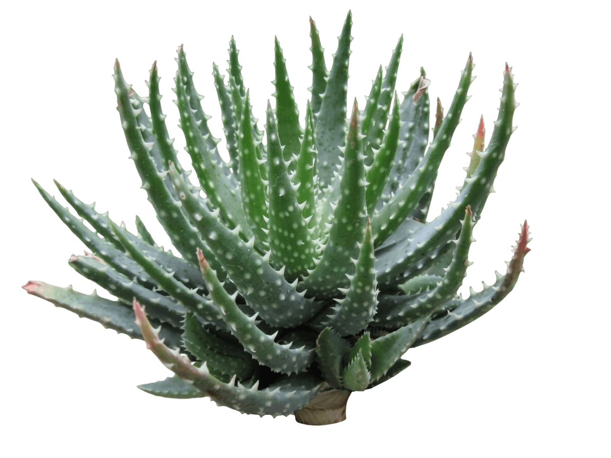 Hedgehog Aloe (Aloe Humilis X Var. Humilis X 'Hedgehog') - Succulents