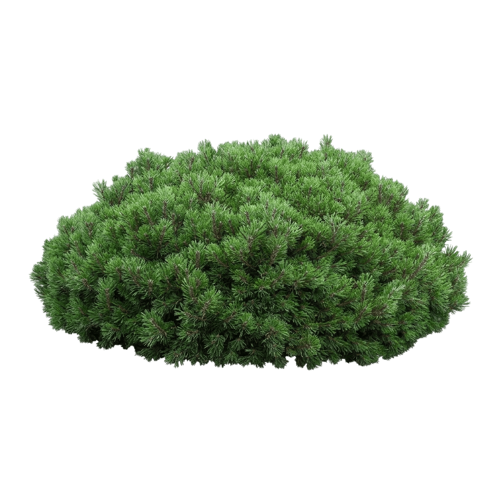 Slowmound Mugo Pine (Pinus Mugo Iseli 'Slowmound') - Evergreen Trees
