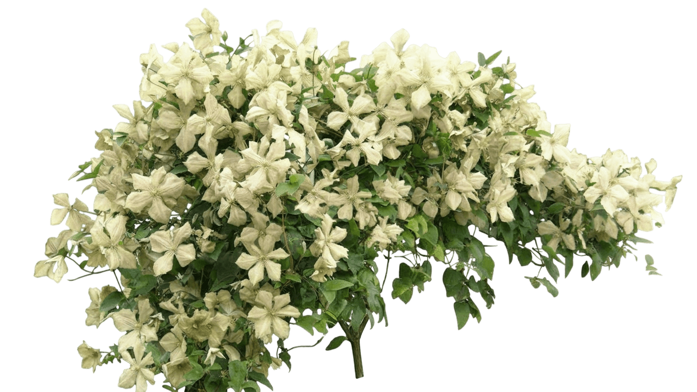 Guernsey Cream Clematis (Clematis 'Guernsey Cream') - Perennials
