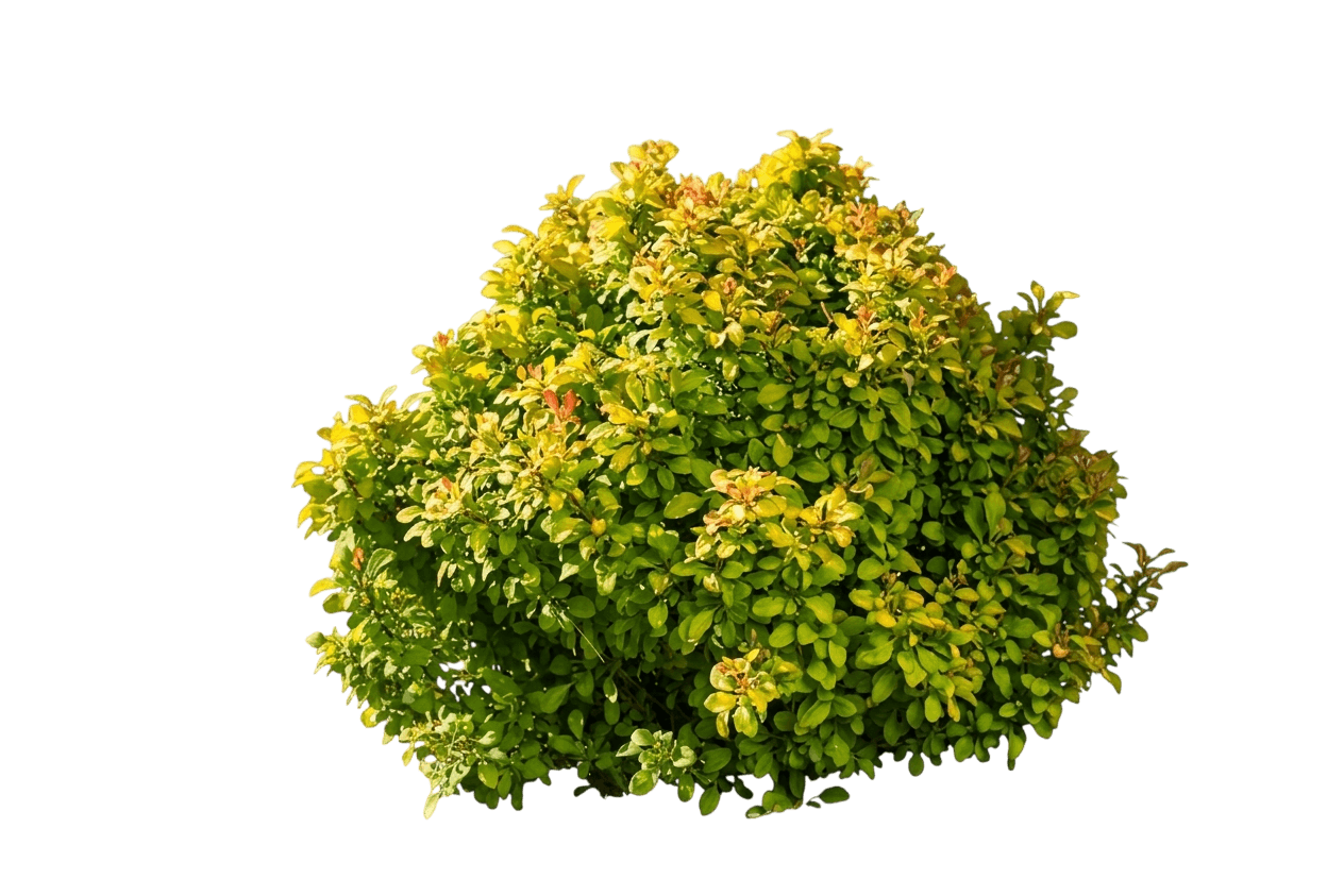 Dwarf Yellow Barberry 'Bailerin' First Editions® (Berberis Thunbergii Limoncello™ 'Bailerin') - Ground Layers