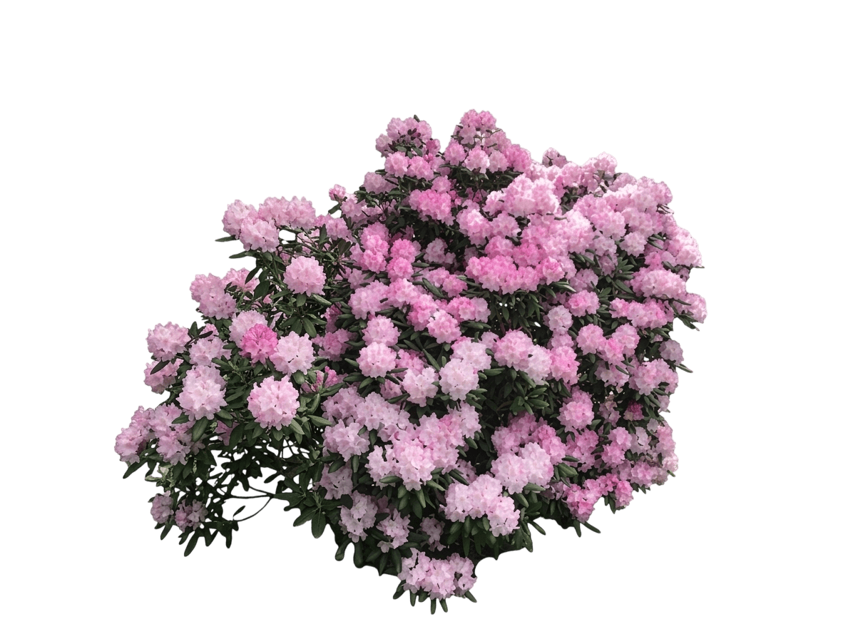 Holden rhododendron (Rhododendron 'Holden') - Ground Layers
