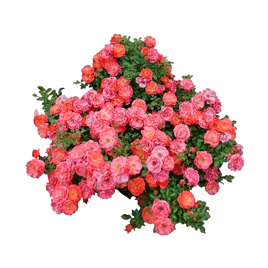 Ringo All - Star™ Shrub Rose (Rosa X Var. X 'Cheweyesup') - Shrubs