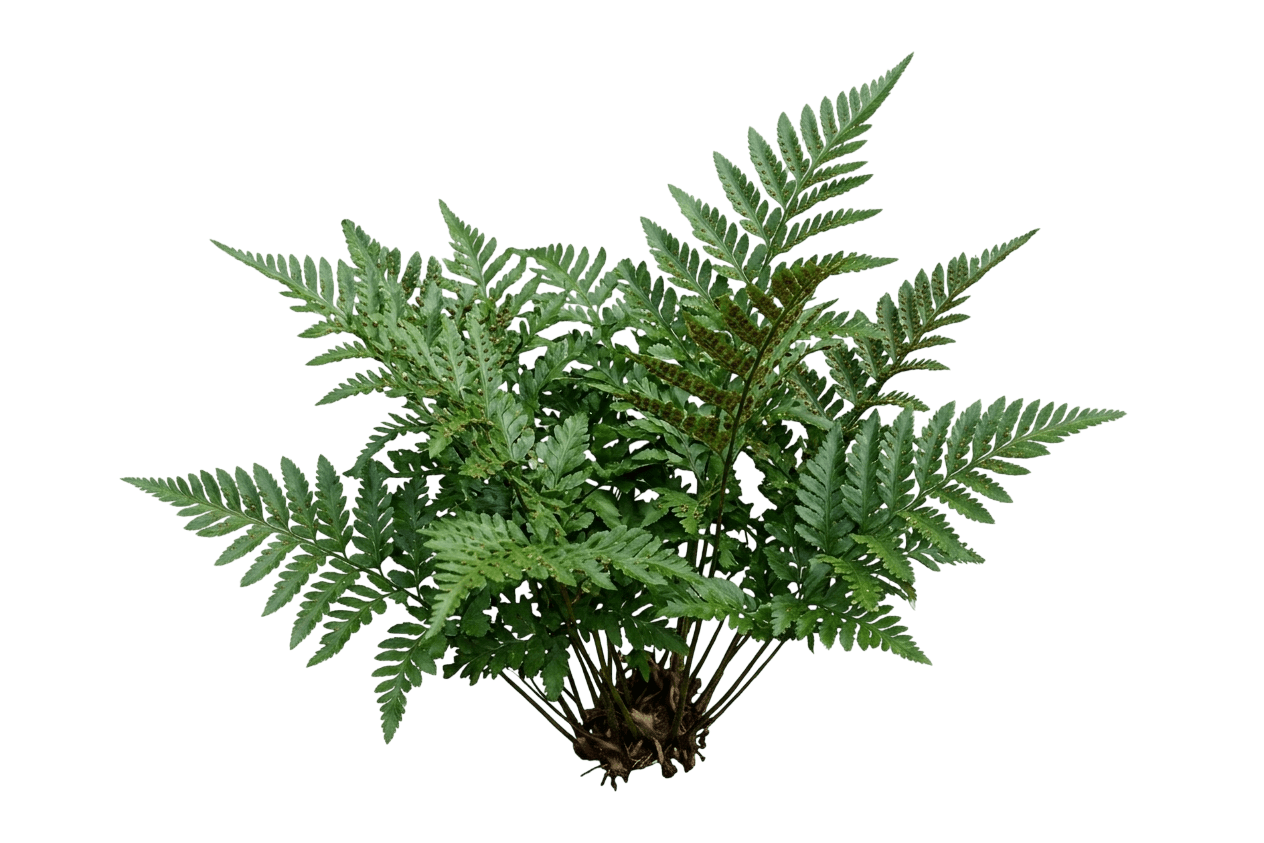 Leatherleaf Fern (Rumohra Adiantiformis) - Perennials