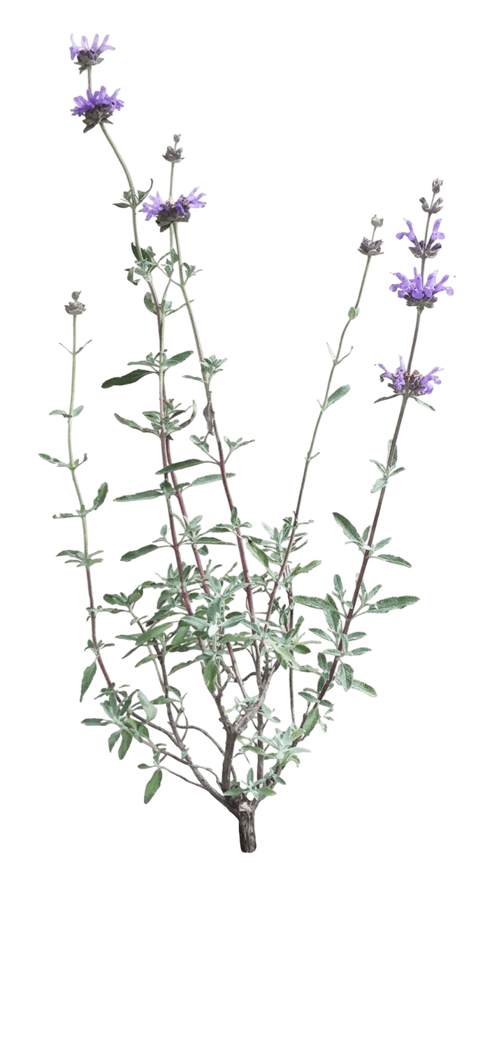 Aromas salvia (Salvia 'Aromas') - Shrubs