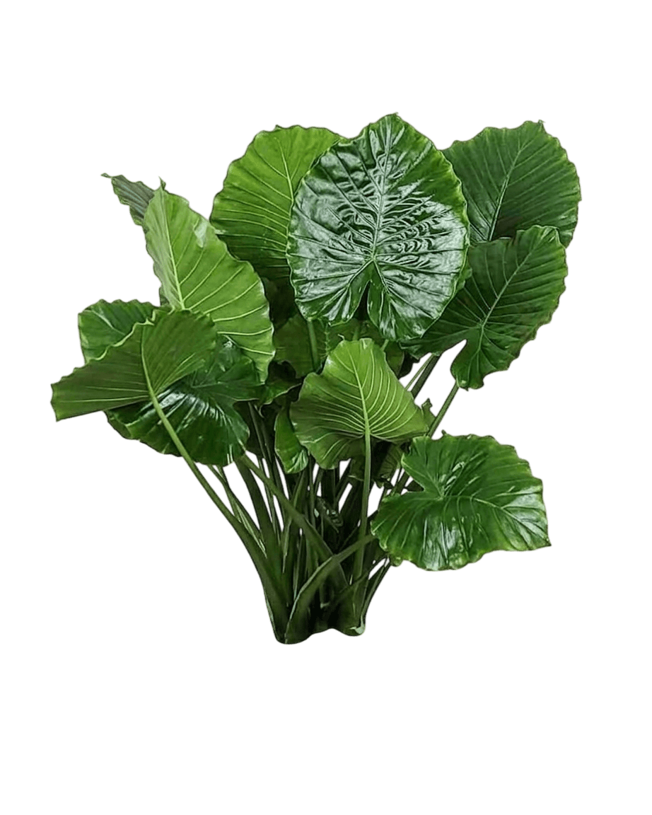 Calidora Elephant Ear (Alocasia 'Calidora') - Perennials