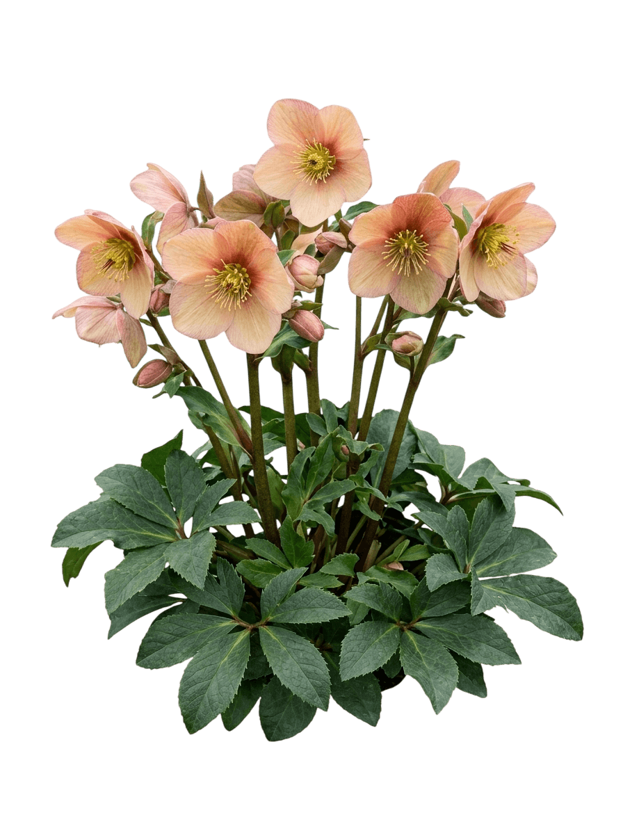Sandy Shores Lenten Rose (Helleborus 'Sandy Shores') - Perennials