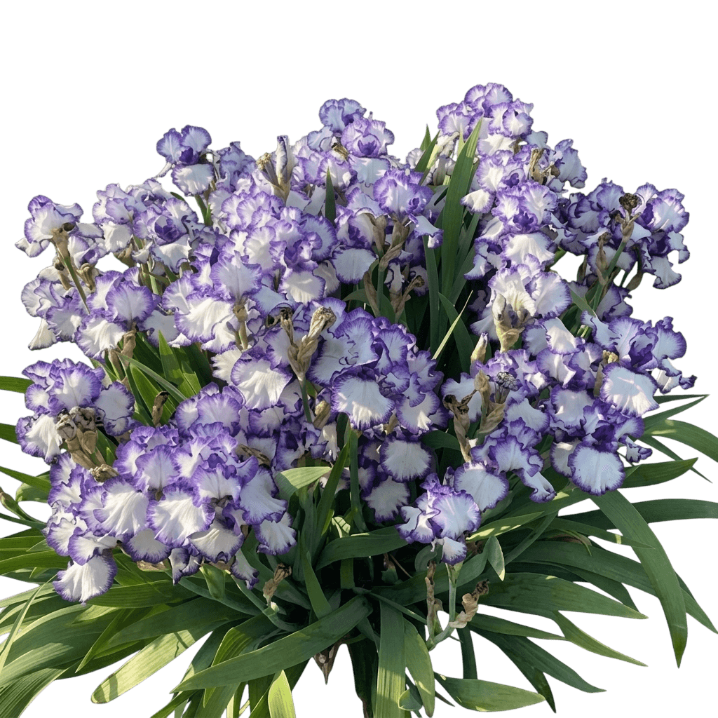 Hemstitched German Iris (Iris Germanica 'Hemstitched') - Perennials