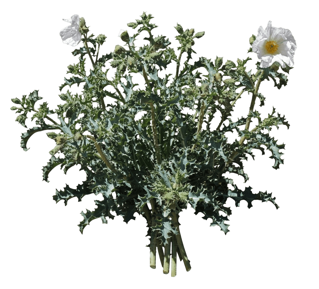 prickly poppy (Argemone Corymbosa) - Perennials