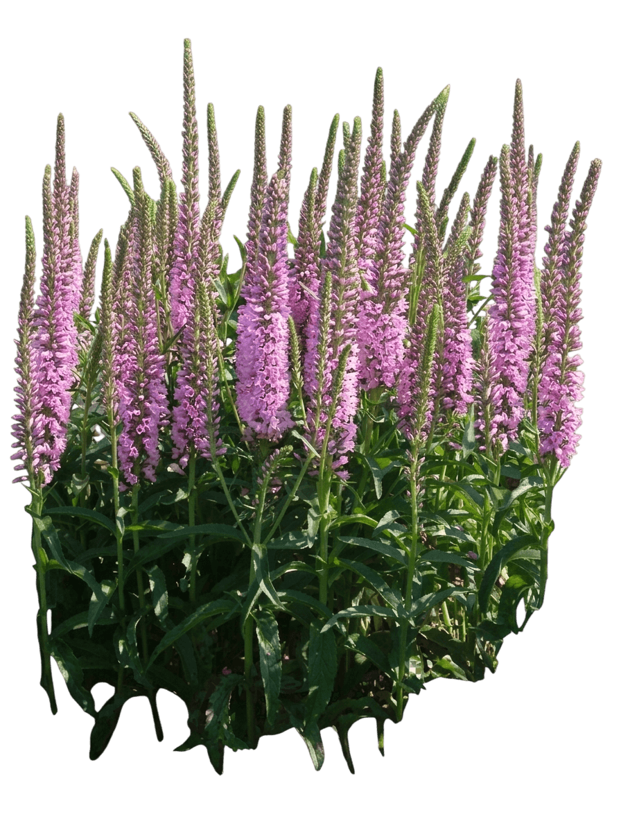 Speedwell 'Balskywink' Pp34890 Skyward™ (Veronica Longifolia Pink 'Balskywink') - Perennials