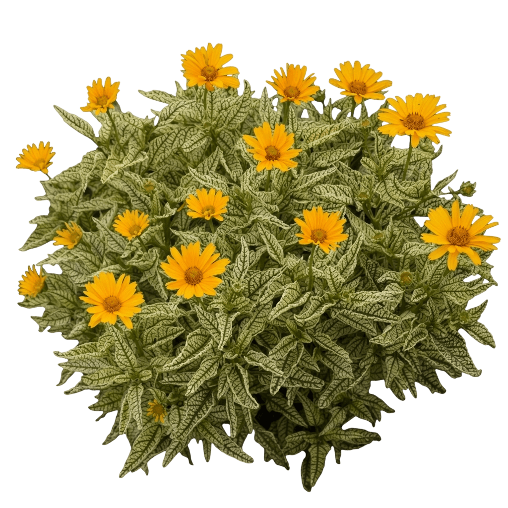 Sunstruck Sunflower Heliopsis (Heliopsis Helianthoides Pp25,524 Var. Helianthoides 'Sunstruck') - Perennials