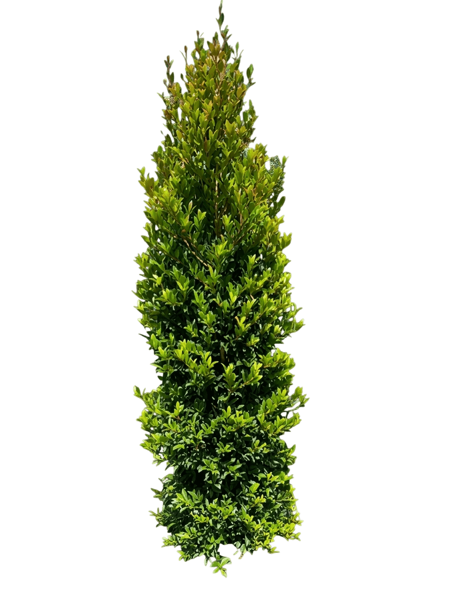 Lilly Pilly (Syzygium Select 'Lilly Pilly') - Evergreen Trees
