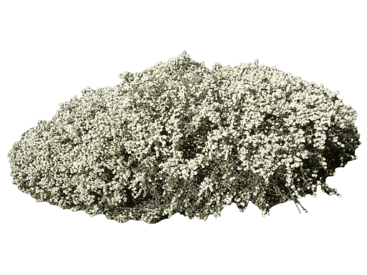 Snowball ceanothus (Ceanothus Rigidus 'Snowball') - Shrubs