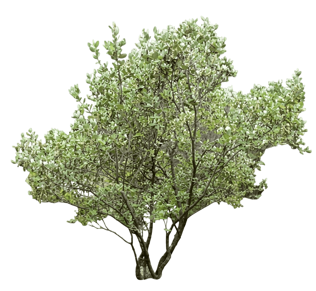 Fremont silk tassel (Garrya Fremontii) - Shrubs