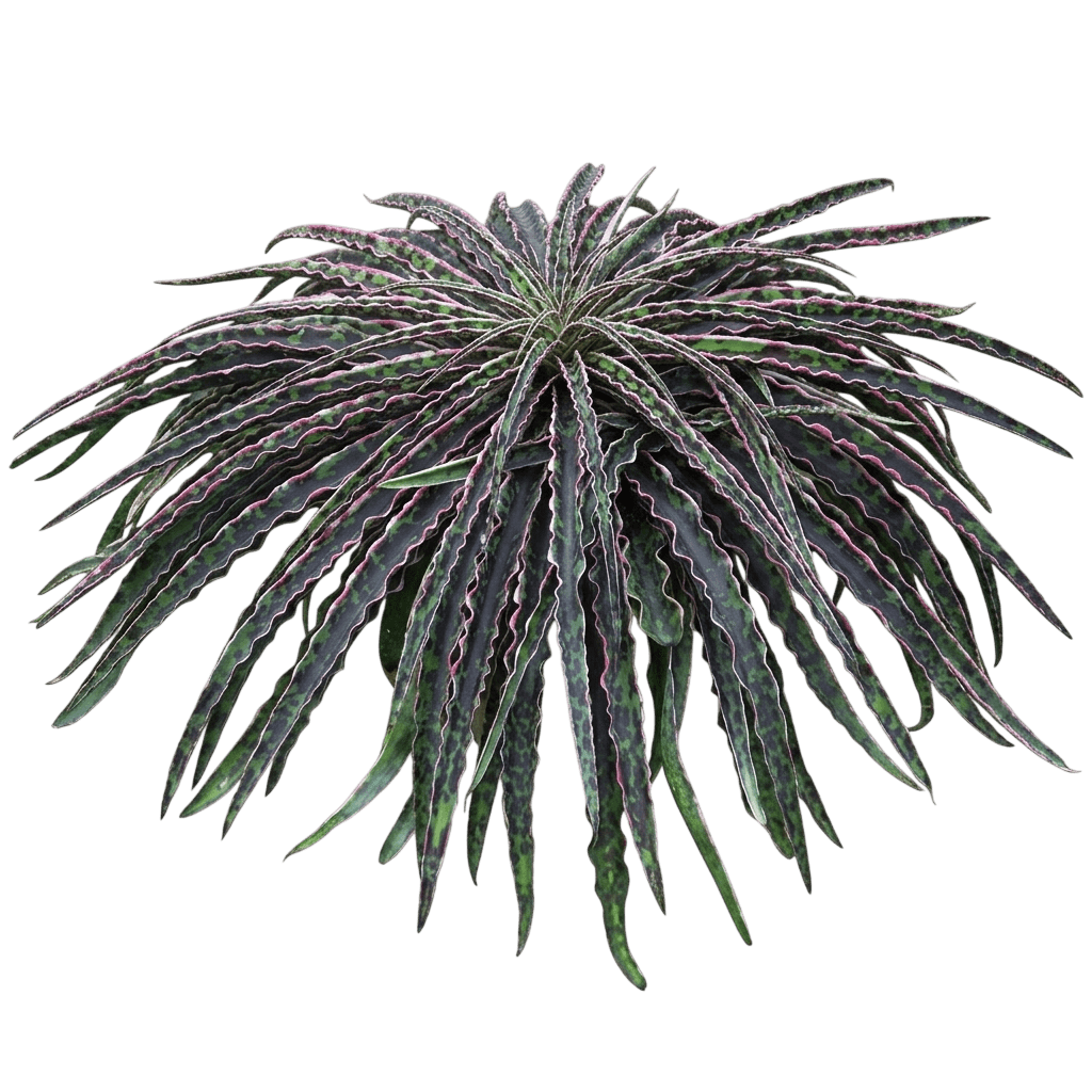 Mint Chocolate Chip Manfreda (Manfreda Undulata 'Mint Chocolate Chip') - Succulents